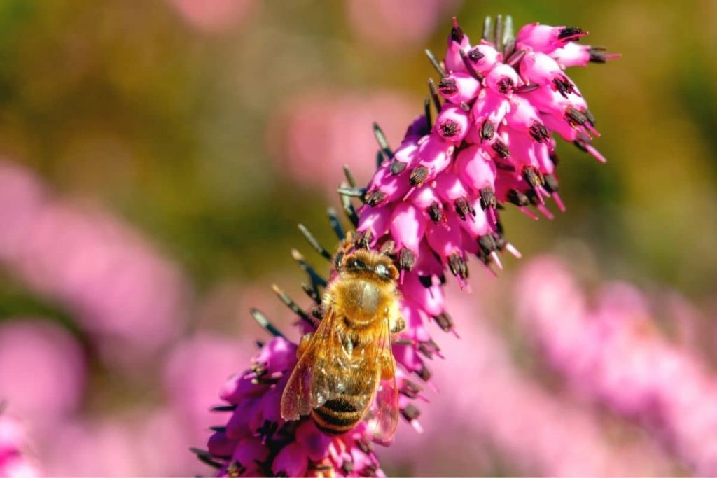 Schneeheide - Erica carnea