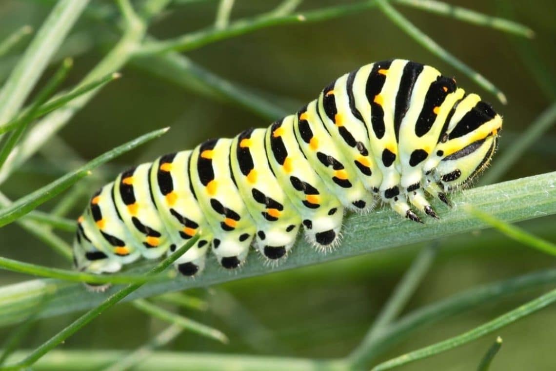 Schwalbenschwanz - Papilio machaon