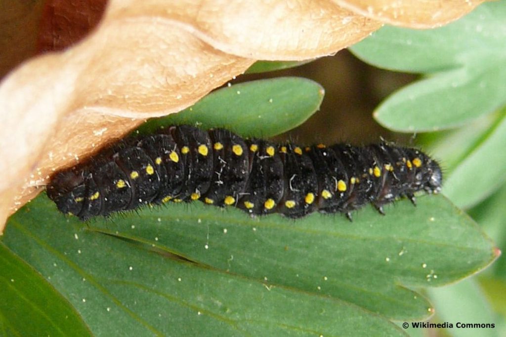 Schwarzer Apollo - Parnassius mnemosyne