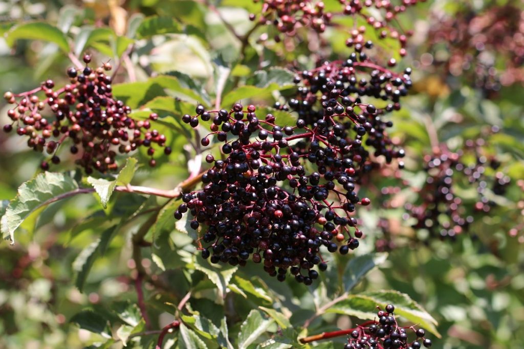 Schwarzer Holunder - Sambucus nigra