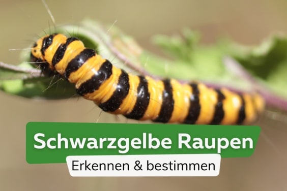 Schwarz-gelbe Raupe gesehen: welche ist es?