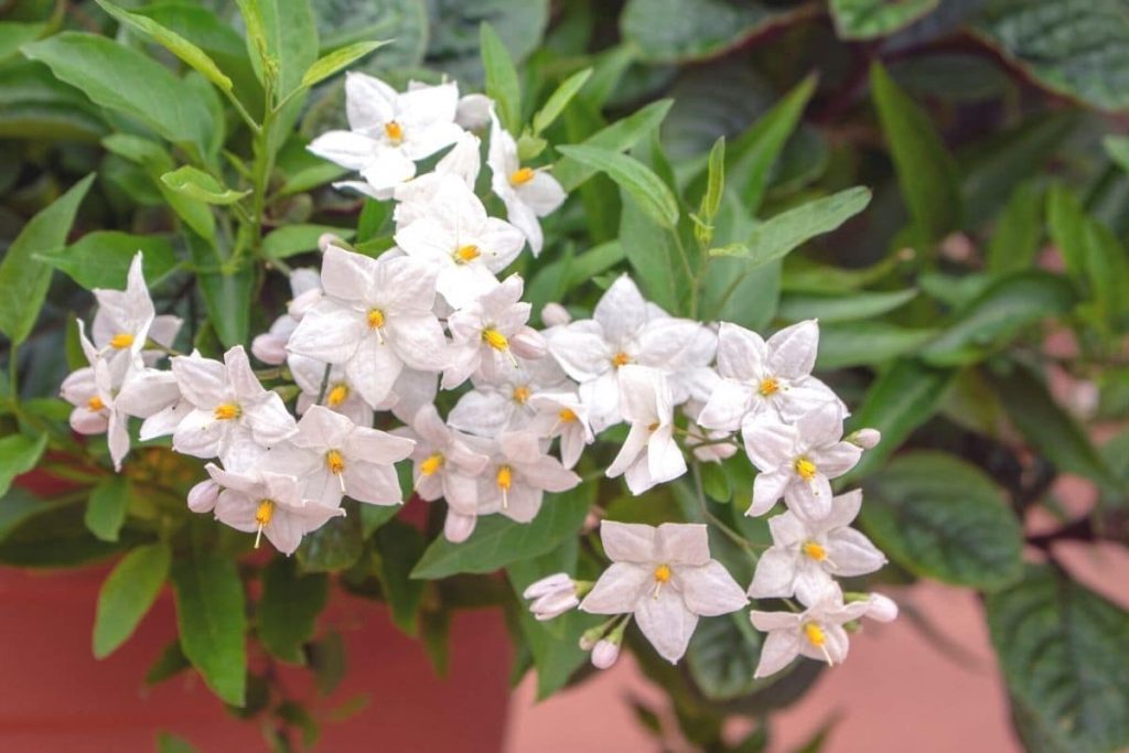 Dauerblüher für Balkon und Terrasse - Sommerjasmin