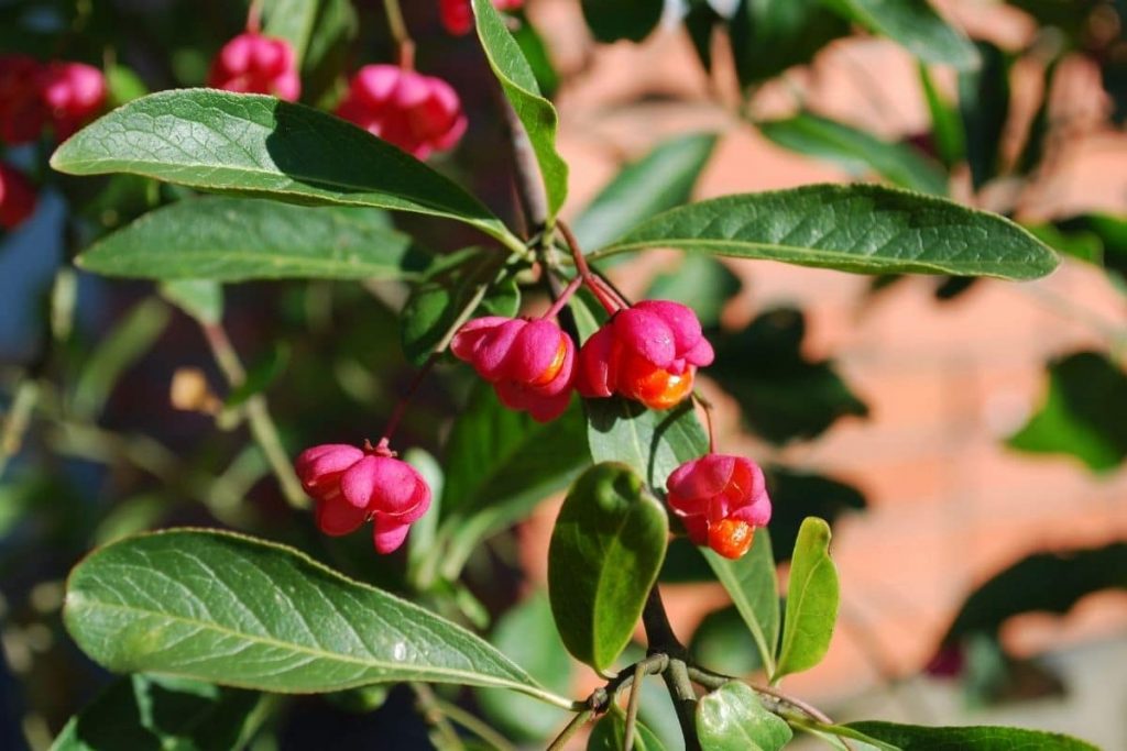 Spindelstrauch - Euonymus europaeus