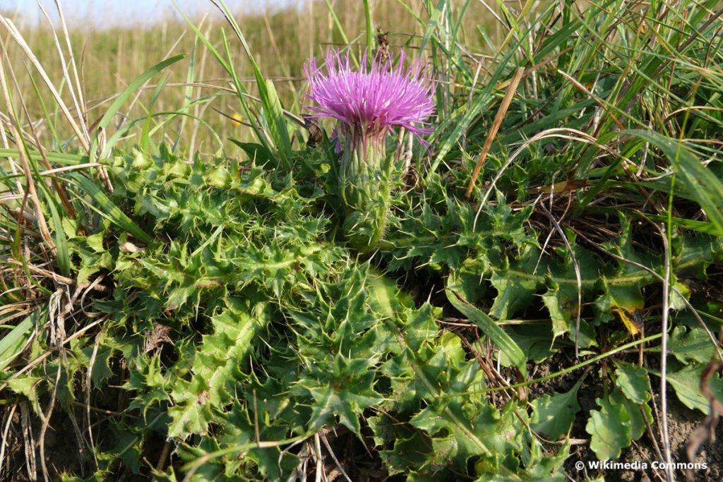 Stängellose Kratzdistel (Cirsium acaule), Distel