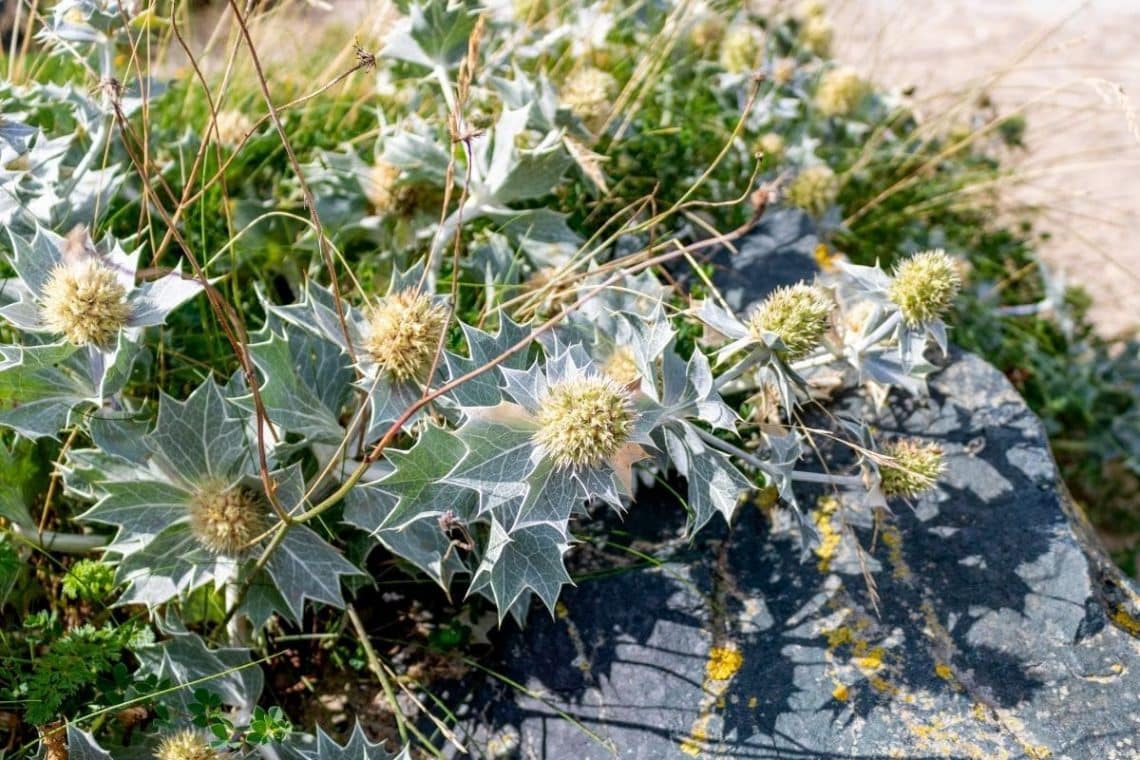 Stranddistel (Eryngium maritimum)