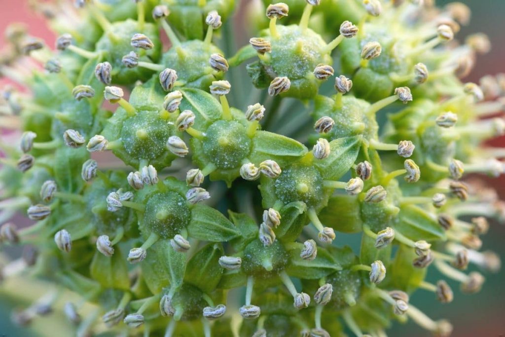 Bienensträucher - Strauch-Efeu