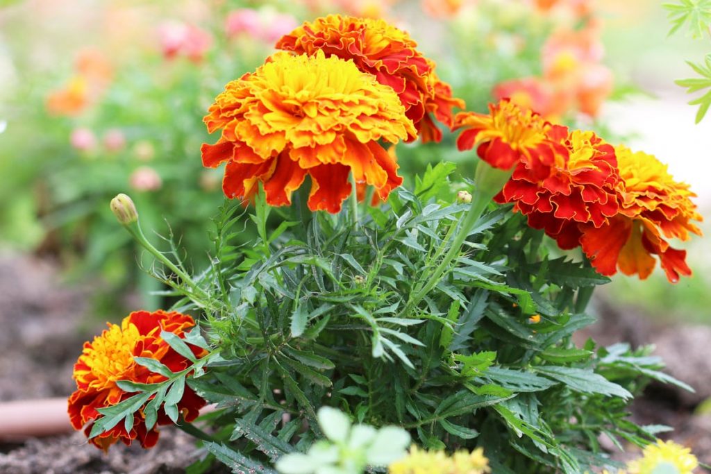 Studentenblume - Tagetes