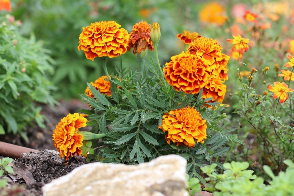 Studentenblume - Tagetes, geeigneter Nachbar für Petersilie im Beet