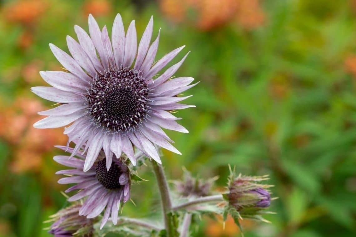 Südafrikanische Purpurdistel (Berkheya purpurea)