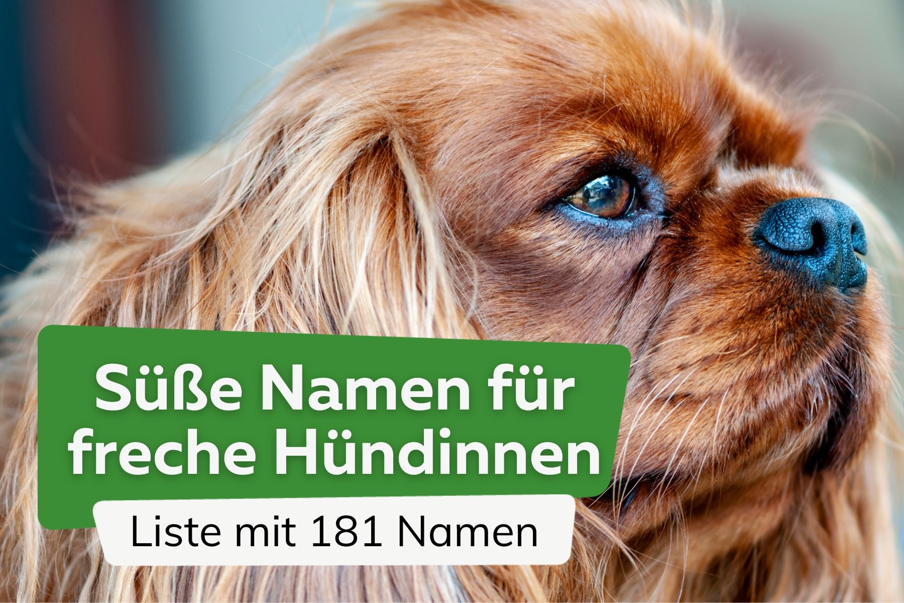 181 süße und freche weibliche Hundenamen