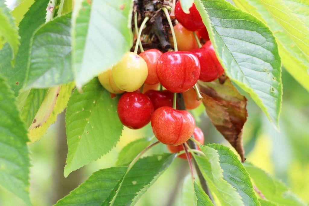 Gartenbäume - Kirschbaum