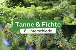 drachenbaum ohne stamm Dracaena lemon lime (Drachenbaum) kaufen