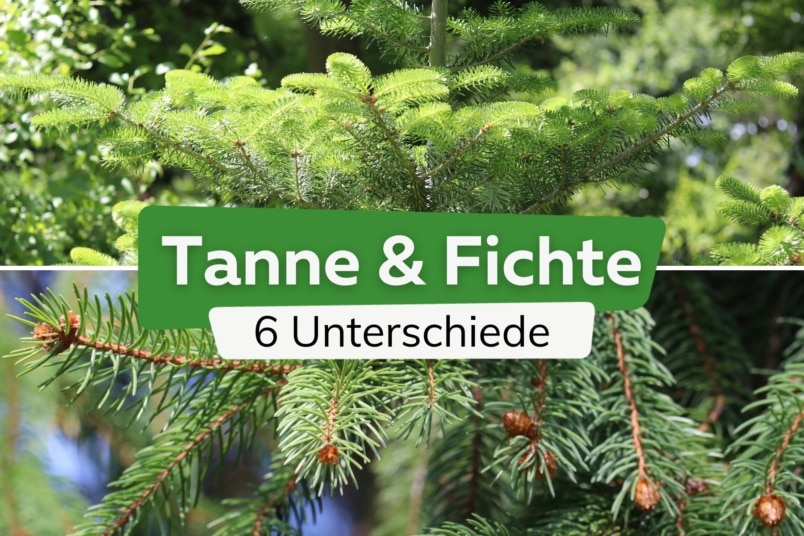 6 Unterschiede zwischen Tanne und Fichte