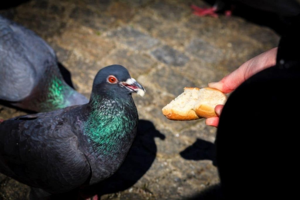 Taube mit Brot füttern