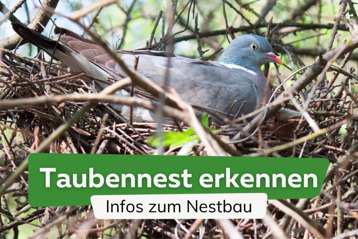 taubennest-erkennen-der-nestbau-von-tauben