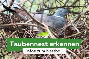 Taubennest erkennen & der Nestbau von Tauben