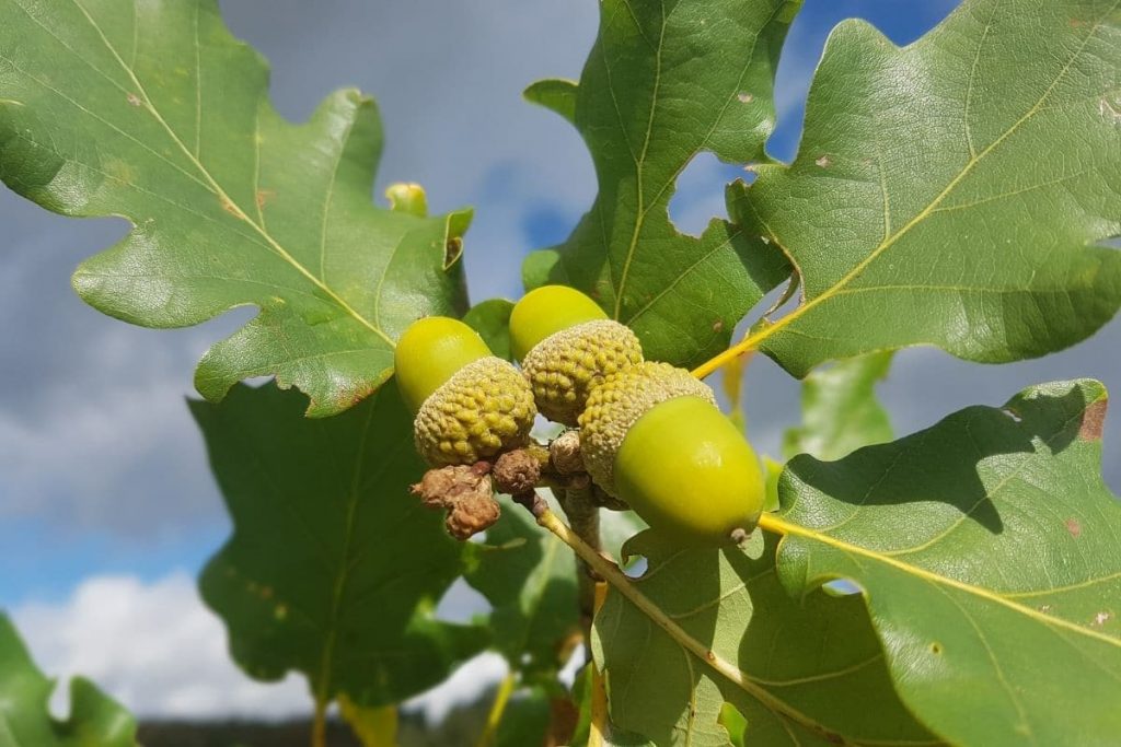 Traubeneiche (Quercus petraea), heimische Eichenart