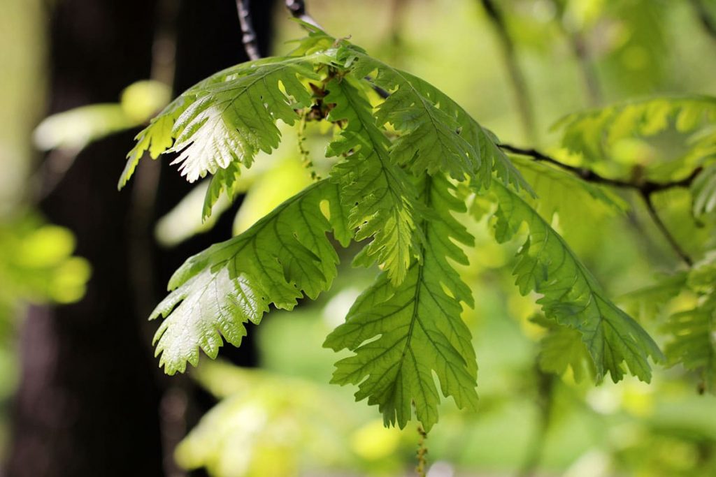 Ungarische Eiche (Quercus frainetto)