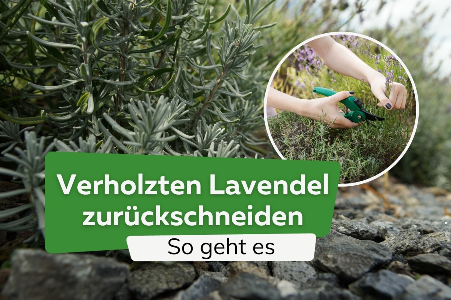 Verholzten Lavendel Schneiden