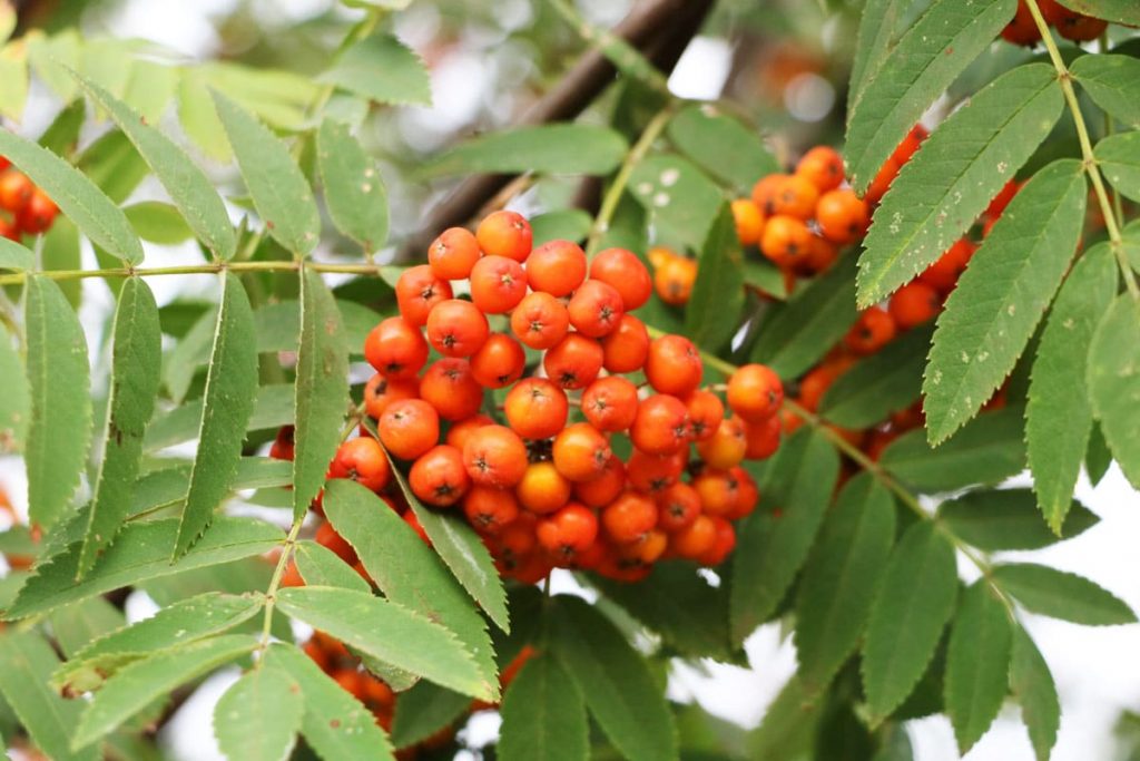 Vogelbeere - Sorbus aucuparia