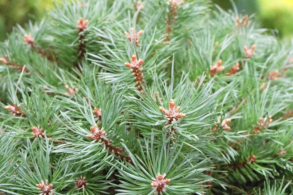 Waldkiefer - Pinus sylvestris