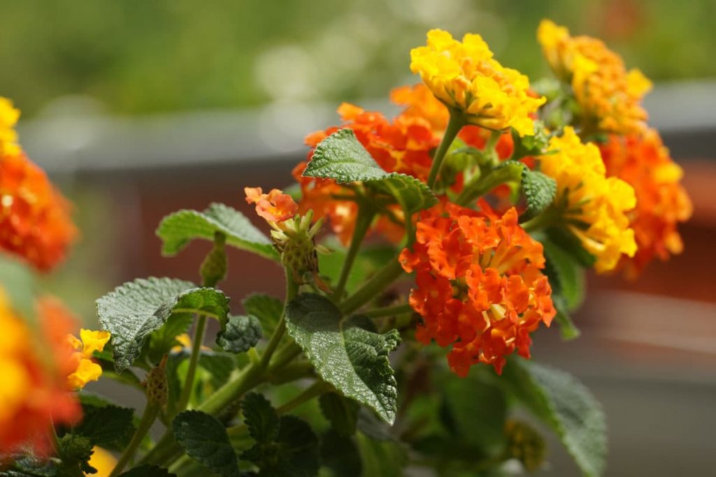 Wandelröschen - Lantana camara