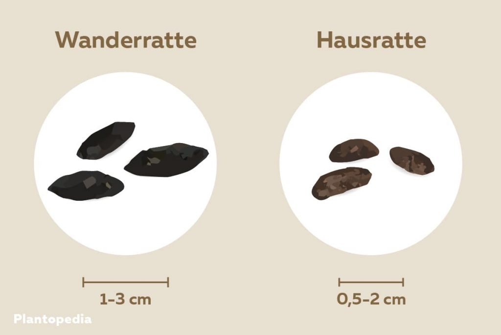 Vergleich Wanderrattenkot und Hausrattenkot