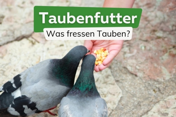 Was fressen Tauben? | Ernährung von Tauben