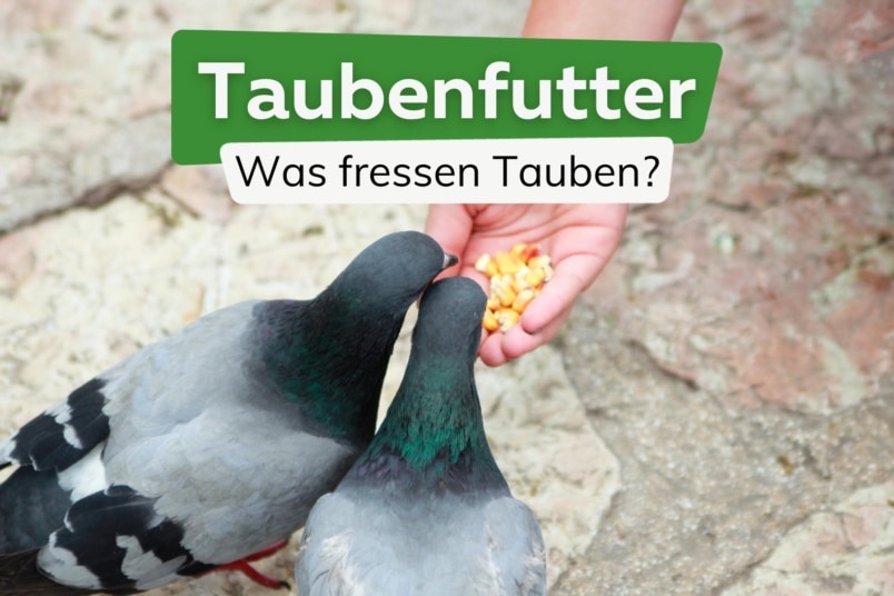 Was fressen Tauben? | Ernährung von Tauben