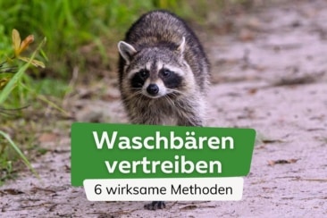 Waschbären vertreiben: 6 wirksame Methoden