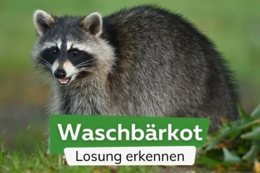 Waschbärkot: so sieht die Losung aus