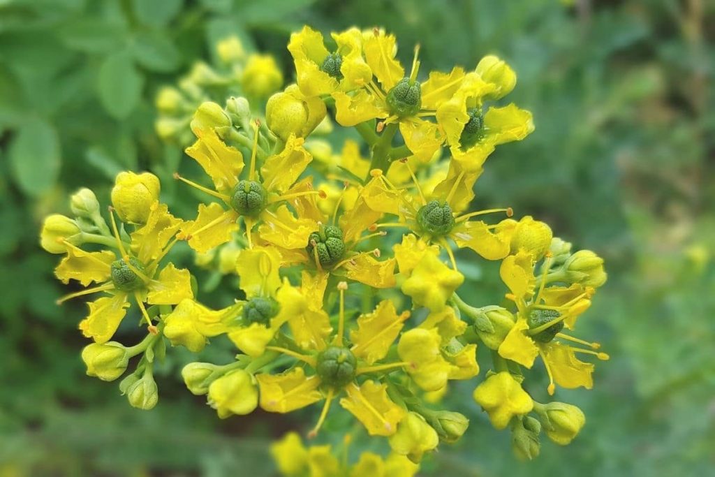 Phototoxische Pflanzen - Weinraute - Ruta graveolens