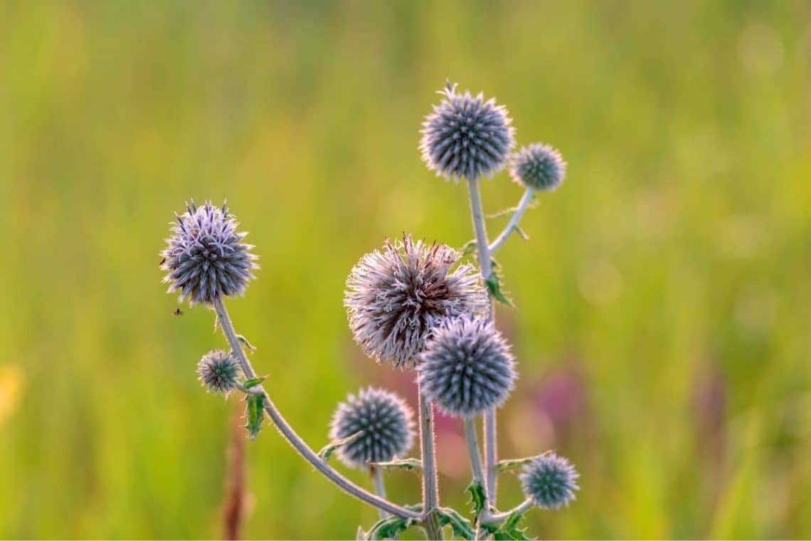 Weiße Kugeldistel (Echinops Sphärocephalus)