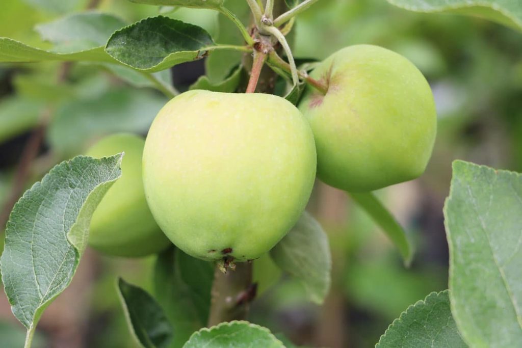 Gartenbäume - Apfelbaum