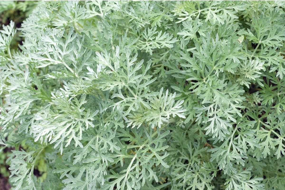 Wermut (Artemisia absinthium)