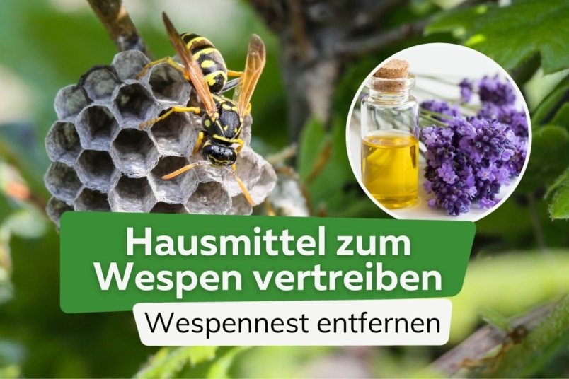 Wespennest selbst entfernen? 10 Hausmittel zum Wespen vertreiben