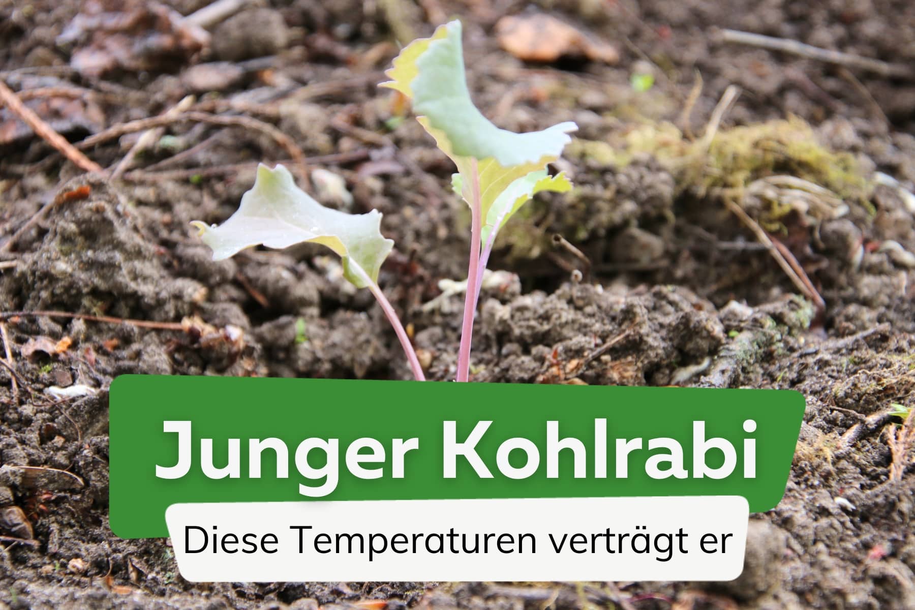 Wie viel Frost vertragen Kohlrabi-Jungpflanzen?