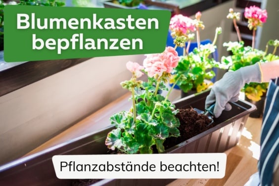 Wie viele Pflanzen in einen Blumenkasten setzen?