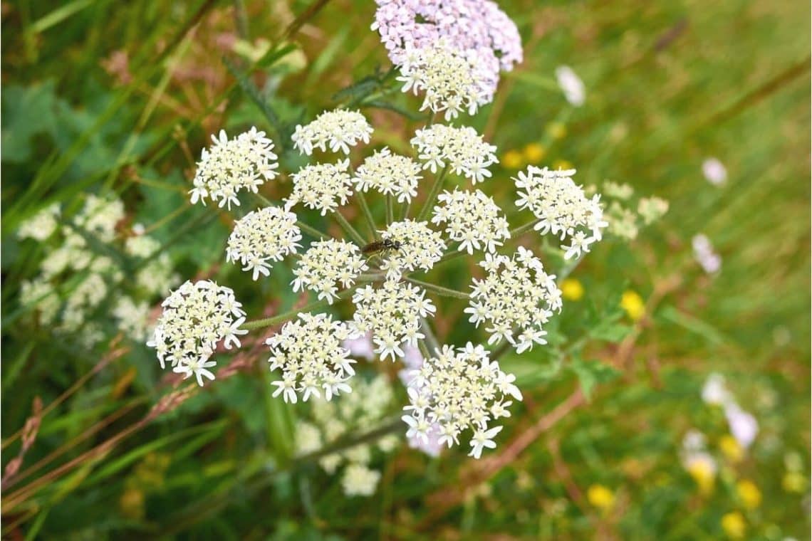 Wiesen-Bärenklau - Heracleum sphondylium