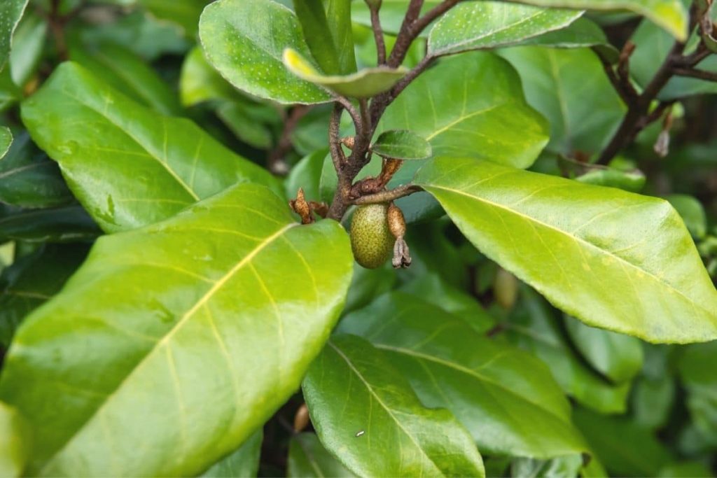 Wintergrüne Ölweide - Elaeagnus ebbingei