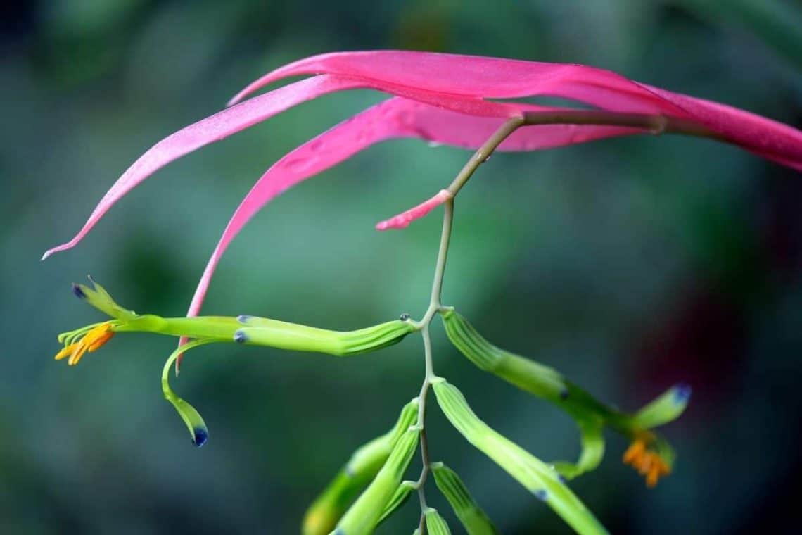 Zimmerhafer (Billbergia nutans)