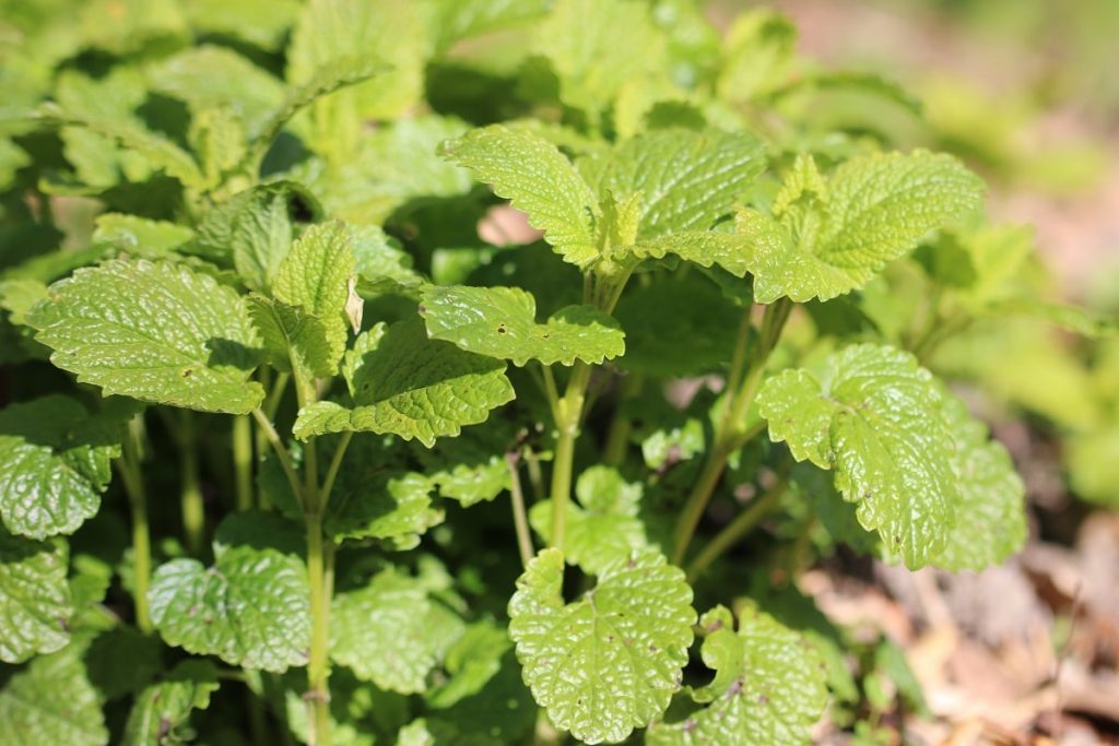 Gute Nachbarn für Schnittlauch - Zitronenmelisse (Melissa officinalis)