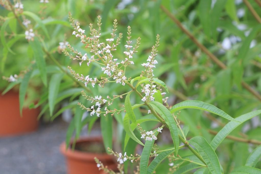 Zitronenverbene - Aloysia citrodora