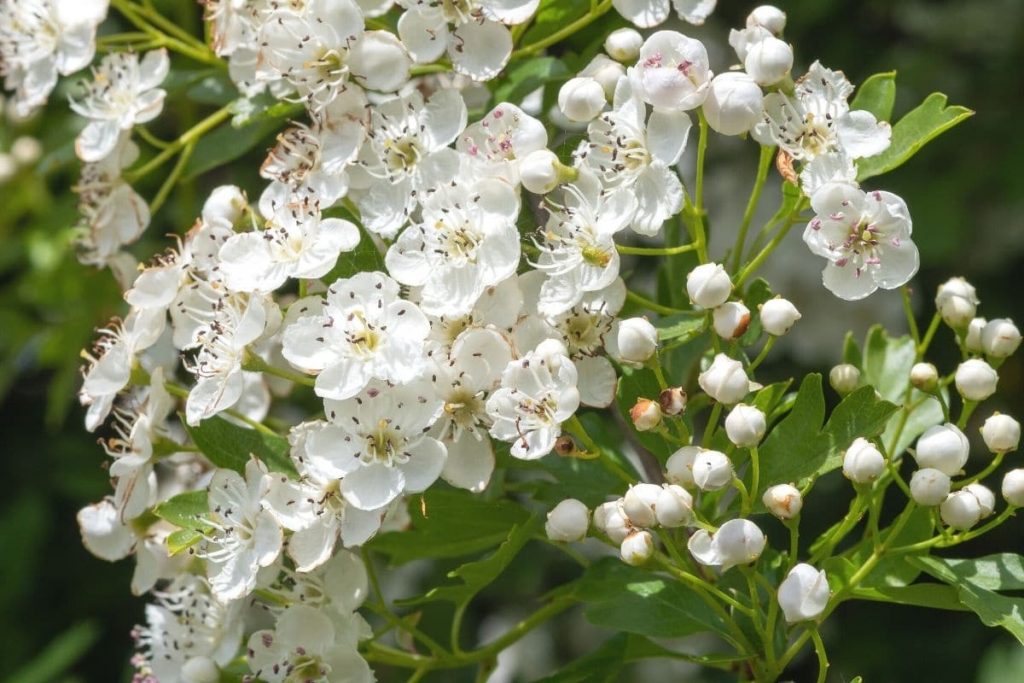 Zweigriffeliger Weißdorn - Crataegus laevigata