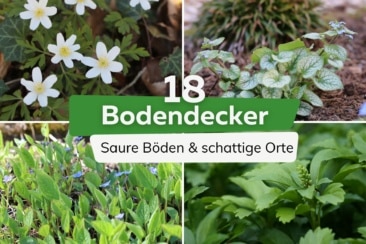 18 Bodendecker für saure Böden und schattige Orte