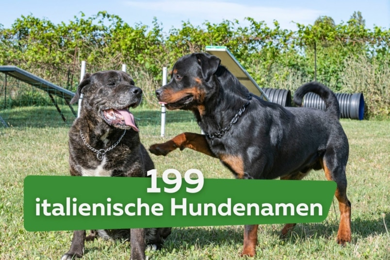 199 italienische weibliche und männliche Hundenamen