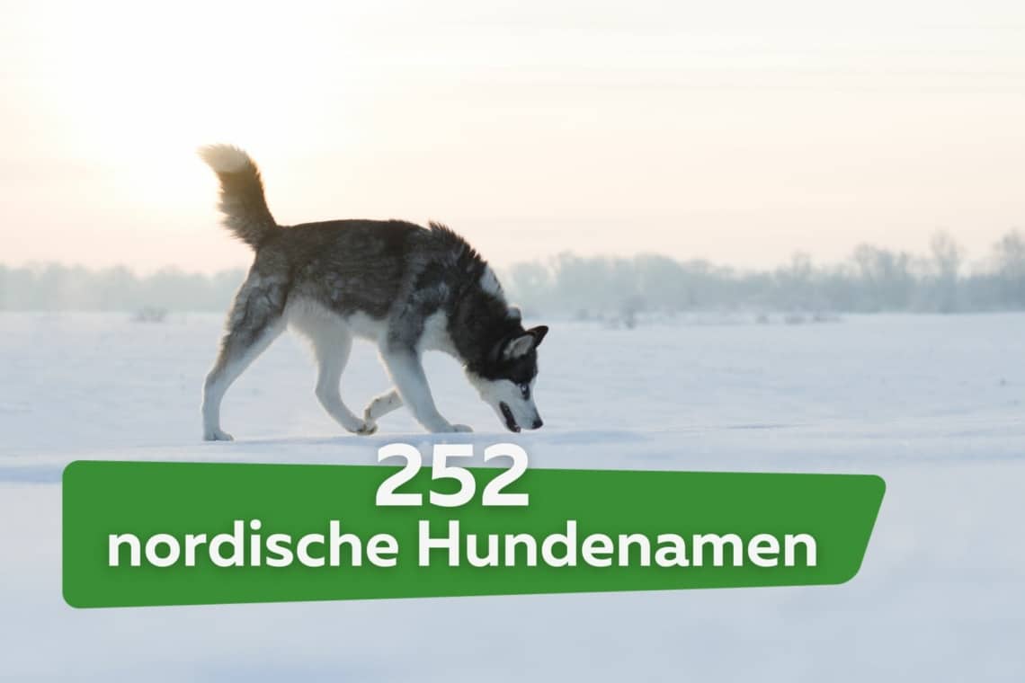 61 Coole Nordische Hundenamen