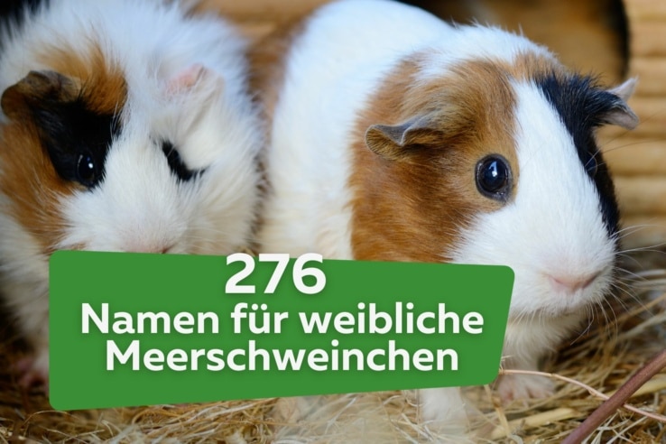 276 süße weibliche Meerschweinchen-Namen