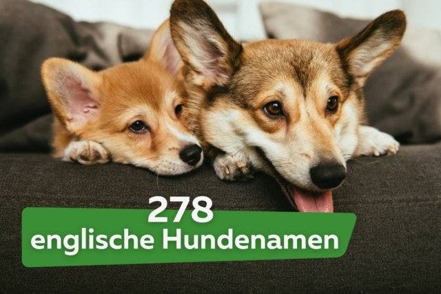 Hundenamen Auf Englisch