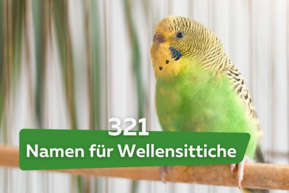 321 süße und beliebte Namen für Wellensittiche